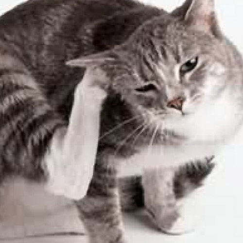 耳朵護理